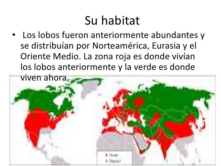 El lobo