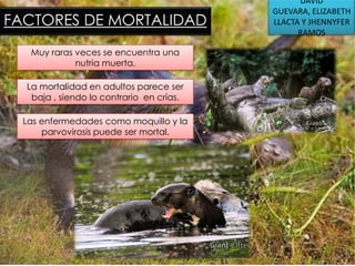 FACTORES DE MORTALIDAD
Muy raras veces se encuentra una
nutria muerta.
La mortalidad en adultos parece ser
baja , siendo lo contrario en crías.
Las enfermedades como moquillo y la
parvovirosis puede ser mortal.

DAVID
GUEVARA, ELIZABETH
LLACTA Y JHENNYFER
RAMOS

 