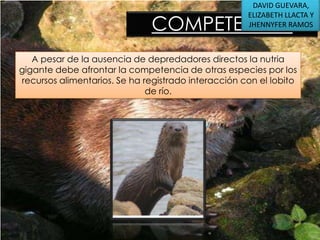DAVID GUEVARA,
ELIZABETH LLACTA Y
JHENNYFER RAMOS

COMPETENCIA

A pesar de la ausencia de depredadores directos la nutria
gigante debe afrontar la competencia de otras especies por los
recursos alimentarios. Se ha registrado interacción con el lobito
de río.

 