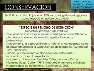 CONSERVACION

DAVID GUEVARA,
ELIZABETH LLACTA Y
JHENNYFER RAMOS

En 1999, en la Lista Roja de la UICN, se catalogó la nutria gigante
como especie en peligro de extinción

“ESPECIE EN PELIGRO DE EXTINCIÓN”

Decreto Supremo Nº 034-2004-AG
- En el pasado esta especie fue muy perseguida para obtener su
piel provocando una disminución significativa de sus
poblaciones.
- Actualmente, la destrucción de su hábitat es considerado como
la mayor amenaza a la supervivencia de la especie, (Chehébar
1990, Bisbal 1993)
- Gracias al crecimiento poblacional y de actividades
económicas como la explotación
maderera, minería, combustibles fósiles, construcción de
hidroeléctricas, (Carter, 1997), y más recientemente prácticas
irresponsables de ecoturismo. (Calvimontes, 2006).

 