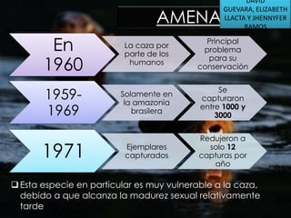 DAVID
GUEVARA, ELIZABETH
LLACTA Y JHENNYFER
RAMOS

AMENAZAS
En
1960

La caza por
parte de los
humanos

Principal
problema
para su
conservación

19591969

Solamente en
la amazonia
brasilera

Se
capturaron
entre 1000 y
3000

Ejemplares
capturados

Redujeron a
solo 12
capturas por
año

1971

 Esta especie en particular es muy vulnerable a la caza,
debido a que alcanza la madurez sexual relativamente
tarde

 