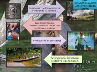 La incursión de los madereros
invadiendo su habitad.

DAVID
GUEVARA, ELIZABETH
LLACTA Y JHENNYFER
RAMOS

La concentración
de mercurio en los peces que
constituyen su dieta.

Conflicto con los pescadores

Turismo(medios tecnológicos
usados) y a la perturbación.

 