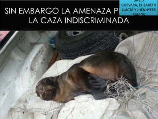 DAVID
GUEVARA, ELIZABETH
LLACTA Y JHENNYFER
RAMOS

SIN EMBARGO LA AMENAZA PRINCIPAL
LA CAZA INDISCRIMINADA

 