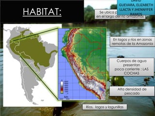 HABITAT:

DAVID
GUEVARA, ELIZABETH
LLACTA Y JHENNYFER
Se ubica principalmente
RAMOS

en el largo del rio amazonas

En lagos y ríos en zonas
remotas de la Amazonia

Cuerpos de agua
presentan
poca corriente : LAS
COCHAS

Alta densidad de
pescado

Ríos, lagos y lagunillas

 