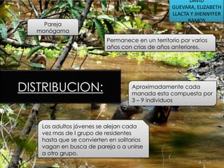 DAVID
GUEVARA, ELIZABETH
LLACTA Y JHENNYFER
RAMOS

Pareja
monógama

Permanece en un territorio por varios
años con crías de años anteriores.

DISTRIBUCION:

Aproximadamente cada
manada esta compuesta por
3 – 9 individuos

Los adultos jóvenes se alejan cada
vez mas de l grupo de residentes
hasta que se convierten en solitarios
vagan en busca de pareja o a unirse
a otro grupo.

 