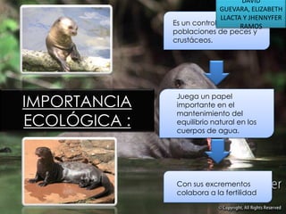 DAVID
GUEVARA, ELIZABETH
LLACTA Y JHENNYFER
Es un controlador de las
RAMOS
poblaciones de peces y
crustáceos.

IMPORTANCIA
ECOLÓGICA :

Juega un papel
importante en el
mantenimiento del
equilibrio natural en los
cuerpos de agua.

Con sus excrementos
colabora a la fertilidad

 