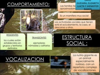 COMPORTAMIENTO:

DAVID
GUEVARA, ELIZABETH
Las familias tiene áreasY JHENNYFER
LLACTA de
aproximadamente 12 RAMOS
Km2.
Es un mamífero muy social
Las actividades sociales que tienen
está el acicalamiento, la caza, el
descanso y otras.

RESIDENTES
los cuales están
establecidos en
grupos y territorios
definidos

TRANSEÚNTES
ejemplares
nómadas y solitarios

VOCALIZACION

ESTRUCTURA
SOCIAL :
La nutria gigante es
un animal
especialmente
ruidoso, con un
repertorio complejo
de vocalizaciones.

 