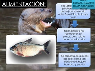 ALIMENTACIÓN:

DAVID
GUEVARA, ELIZABETH
Los Lobos de Rio Y JHENNYFER
LLACTA son
piscívoros, (comen
RAMOS
peces) consumiendo
entre 3 a 4 Kilos al día por
nutria

Normalmente no
comparten sus
presas, pero solo lo
hacen con las crías

Se alimenta de algunas
especies como son:
bocachico, bujurki
,huasaco y pirañas.

 