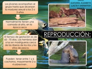 Los jóvenes acompañan al
grupo hasta que alcanzan
la madurez sexual a los 2 o
3 años

DAVID
GUEVARA, ELIZABETH
LLACTA Y JHENNYFER
RAMOS

Normalmente tienen una
camada al año, en la
época seca

El tiempo de gestación es de
65 - 70 días, Las hembras dan
a luz en madrigueras cerca
de las riberas de los ríos y los
sitios de pesca.

Pueden tener entre 1 y 6
cachorros, mayormente 2 a
4 sobreviven .

REPRODUCCIÓN:

 