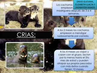 DAVID GUEVARA,
ELIZABETH LLACTA
Los cachorros nacen ciegos y Y
empiezan a JHENNYFER RAMOS
salir de la
madriguera después de 3 a 4
semanas.

CRIAS:

A los 2 meses los cachorros
empiezan a mendigar
ruidosamente por comida.

A los 4 meses ya viajan y
cazan con el grupo, lactan
por lo menos hasta el 5to
mes de edad y pueden
atrapar sus propios pescados
con más éxitos cuando
tienen 10 meses.

 