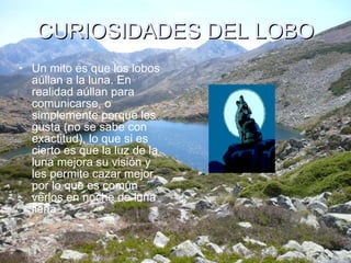CURIOSIDADES DEL LOBO Un mito es que los lobos aúllan a la luna. En realidad aúllan para comunicarse, o simplemente porque les gusta (no se sabe con exactitud), lo que si es cierto es que la luz de la luna mejora su visión y les permite cazar mejor, por lo que es común verlos en noche de luna llena 