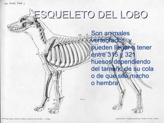 ESQUELETO DEL LOBO Son animales vertebrados, y pueden llegar a tener entre 315 y 321 huesos dependiendo del tamaño de su cola o de que sea macho o hembra 