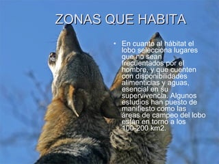 ZONAS QUE HABITA En cuanto al hábitat el lobo selecciona lugares que no sean frecuentados por el hombre, y que cuenten con disponibilidades alimenticias y aguas, esencial en su supervivencia. Algunos estudios han puesto de manifiesto como las áreas de campeo del lobo están en torno a los 100-200 km2. 
