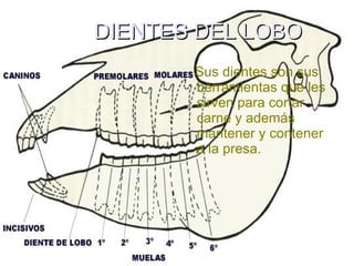DIENTES DEL LOBO Sus dientes son sus herramientas que les sirven para cortar carne y además mantener y contener a la presa. 