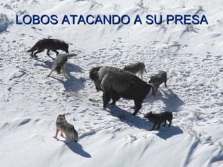 LOBOS ATACANDO A SU PRESA 