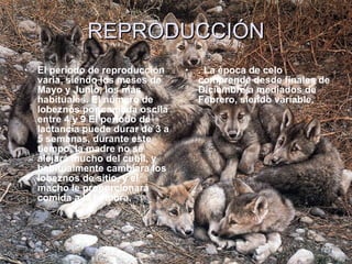 REPRODUCCIÓN . La época de celo comprende desde finales de Diciembre a mediados de Febrero, siendo variable.   El período de reproducción varia, siendo los meses de Mayo y Junio, los más habituales. El número de lobeznos por camada oscila entre 4 y 9   El período de lactancia puede durar de 3 a 5 semanas, durante este tiempo, la madre no se alejará mucho del cubil, y  habitualmente cambiara los lobeznos de sitio, y el macho le proporcionará comida a la hembra.   