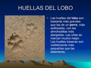 HUELLAS DEL LOBO Las huellas del  lobo  son bastante más grandes que las de un  perro , más estilizadas, con las almohadillas más alargadas. Las uñas se marcan mucho mejor. Las huellas traseras son visiblemente más pequeñas que las delanteras.  