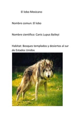 El lobo Mexicano


Nombre comun: El lobo


Nombre cientifico: Canis Lupus Baileyi


Habitat: Bosques templados y desiertos al sur
de Estados Unidos
 