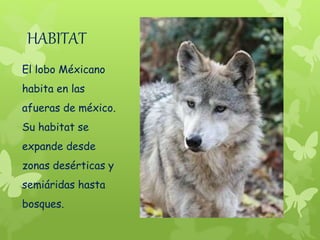 El lobo mexicano | PPTX