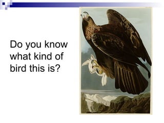 Do you know
what kind of
bird this is?
 