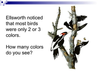 Ellsworth noticed
that most birds
were only 2 or 3
colors.
How many colors
do you see?
 