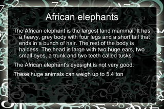 African elephants ,[object Object]