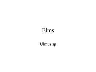 Elms 
Ulmus sp 
 