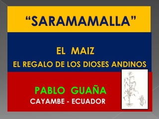 “SARAMAMALLA”                  EL  MAIZ   EL REGALO DE LOS DIOSES ANDINOS PABLO  GUAÑA           CAYAMBE - ECUADOR 