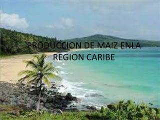 PRODUCCION DE MAIZ ENLA
REGION CARIBE
 