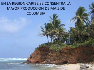 EN LA REGION CARIBE SE CONSENTRA LA
MAYOR PRODUCCION DE MAIZ DE
COLOMBIA
 