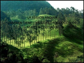 LA REGION ANDINA
TAMBIEN TIENE UNA GRAN PRODUCCION DE
MAIZ EN COLOMBIA
 