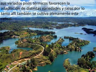 sus variados pisos térmicos favorecen la
adaptación de distintas variedades y razas por lo
tanto allí también se cultiva plenamente este
cereal
 
