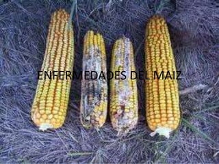 ENFERMEDADES DEL MAIZ
 