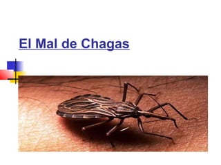 El Mal de Chagas
 