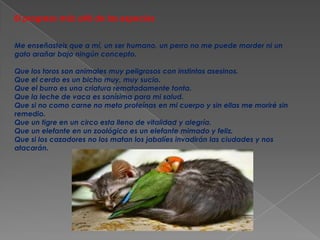 El progreso más allá de las especies
Me enseñasteis que a mí, un ser humano, un perro no me puede morder ni un
gato arañar bajo ningún concepto.
Que los toros son animales muy peligrosos con instintos asesinos.
Que el cerdo es un bicho muy, muy sucio.
Que el burro es una criatura rematadamente tonta.
Que la leche de vaca es sanísima para mi salud.
Que si no como carne no meto proteínas en mi cuerpo y sin ellas me moriré sin
remedio.
Que un tigre en un circo esta lleno de vitalidad y alegría.
Que un elefante en un zoológico es un elefante mimado y feliz.
Que si los cazadores no los matan los jabalíes invadirán las ciudades y nos
atacarán.

 