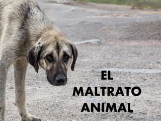 EL
MALTRATO
ANIMAL
 