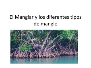 El Manglar y los diferentes tipos
de mangle
 