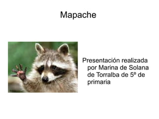 Mapache  ,[object Object]