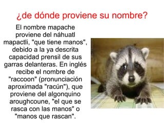 ¿de dónde proviene su nombre? El nombre mapache proviene del náhuatl mapactli, "que tiene manos", debido a la ya descrita capacidad prensil de sus garras delanteras. En inglés recibe el nombre de "raccoon" (pronunciación aproximada "racún"), que proviene del algonquino aroughcoune, "el que se rasca con las manos" o "manos que rascan". 