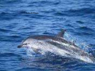 Los delfines