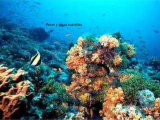 Peces y algas marinas