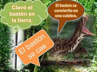 El baston se
 Clavó el     conviertio en
bastón en     una culebra.
 la tierra.
 