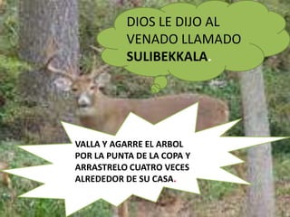 DIOS LE DIJO AL
           VENADO LLAMADO
           SULIBEKKALA.




VALLA Y AGARRE EL ARBOL
POR LA PUNTA DE LA COPA Y
ARRASTRELO CUATRO VECES
ALREDEDOR DE SU CASA.
 