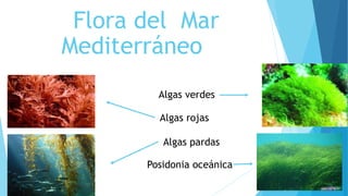 Posidonia oceánica
Algas verdes
Algas rojas
Algas pardas
Flora del Mar
Mediterráneo
 