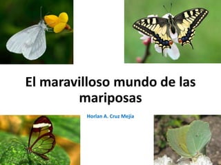 El maravilloso mundo de las
mariposas
Horlan A. Cruz Mejía
 