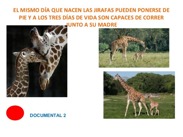 Como Se Llaman Los Cuernos De La Jirafa