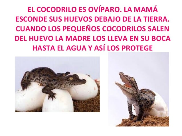 El maravilloso mundo de los animales.el cocodril oppt