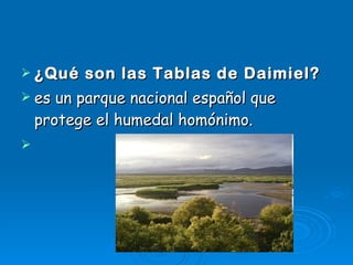 ¿Qué son las Tablas de Daimiel? es un parque nacional español que protege el humedal homónimo. 