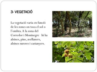 3- VEGETACIÓ
La vegetació varia en funció
de les zones on toca el sol o
l’ombra.A la zona del
Corredor i Montnegre hi ha
alzines, pins, avellaners,
alzines sureres i castanyers.
 