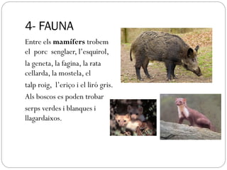 4- FAUNA
Entre els mamífers trobem
el porc senglaer, l’esquirol,
la geneta, la fagina, la rata
cellarda, la mostela, el
talp roig, l’eriço i el liró gris.
Als boscos es poden trobar
serps verdes i blanques i
llagardaixos.
.
 